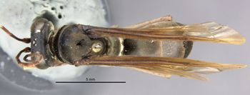 Media type: image;   Entomology 26703 Aspect: habitus dorsal view